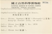 刺苞葉擬大萼苔藏品圖，第2張