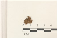 刺苞葉擬大萼苔藏品圖，第1張