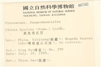 淡色克氏苔藏品圖，第2張