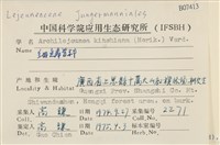 細鱗苔藏品圖，第2張