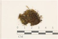 細鱗苔藏品圖，第1張