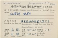 鰓葉苔藏品圖，第2張