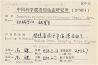 鰓葉苔藏品圖，第2張