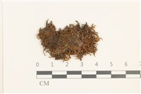 鰓葉苔藏品圖，第1張