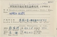 鰓葉苔藏品圖，第2張