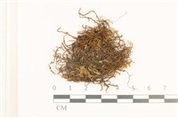 鰓葉苔藏品圖，第1張