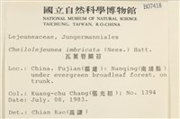 瓦葉唇鱗苔藏品圖，第2張