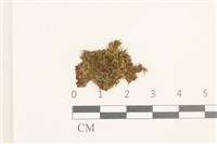 瓦葉唇鱗苔藏品圖，第1張