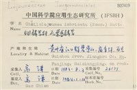 瓦葉唇鱗苔藏品圖，第2張