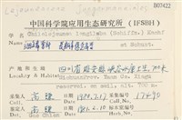 長瓣唇鱗苔藏品圖，第2張