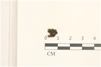 長瓣唇鱗苔藏品圖，第1張