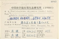 東亞唇鱗苔藏品圖，第2張