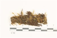 東亞唇鱗苔藏品圖，第1張