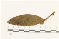 南亞疣鱗苔藏品圖，第1張