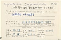 大疣疣鱗苔藏品圖，第2張