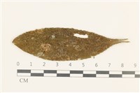 大疣疣鱗苔藏品圖，第1張