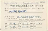 棉毛疣鱗苔藏品圖，第2張