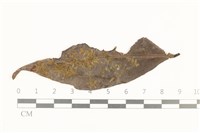 白邊疣鱗苔藏品圖，第1張