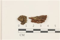 擬棉毛疣鱗苔藏品圖，第1張