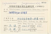 細小疣鱗苔藏品圖，第2張