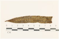 細小疣鱗苔藏品圖，第1張