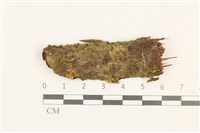 東亞疣鱗苔藏品圖，第1張