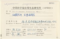 臺灣疣鱗苔藏品圖，第2張