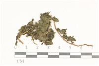 臺灣疣鱗苔藏品圖，第1張