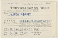 臺灣疣鱗苔藏品圖，第2張