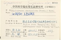 齒邊疣鱗苔藏品圖，第2張