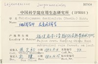 齒邊疣鱗苔藏品圖，第2張