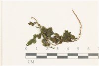 齒邊疣鱗苔藏品圖，第1張