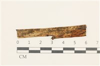 小疣鱗苔藏品圖，第1張