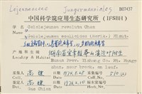 卷葉疣鱗苔藏品圖，第2張