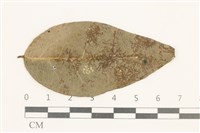 卷葉疣鱗苔藏品圖，第1張