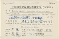 虎齒疣鱗苔藏品圖，第2張
