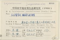 擬棉毛疣鱗苔藏品圖，第2張