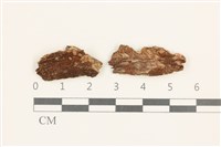 擬棉毛疣鱗苔藏品圖，第1張