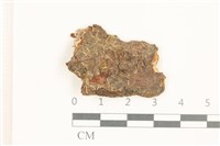 虎齒疣鱗苔藏品圖，第1張