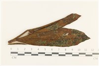 芳川疣鱗苔藏品圖，第1張