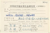 虎齒疣鱗苔藏品圖，第2張