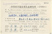 白邊疣鱗苔藏品圖，第2張