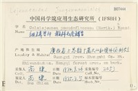 擬棉毛疣鱗苔藏品圖，第2張