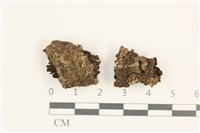 擬棉毛疣鱗苔藏品圖，第1張