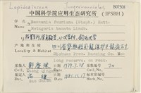 厚角鞭苔藏品圖，第2張