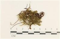 厚角鞭苔藏品圖，第1張