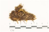 雙齒鞭苔藏品圖，第1張