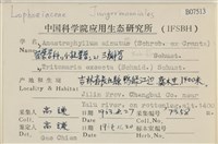 小挺葉苔藏品圖，第2張