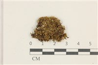 小挺葉苔藏品圖，第1張