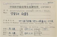 挺葉苔藏品圖，第2張